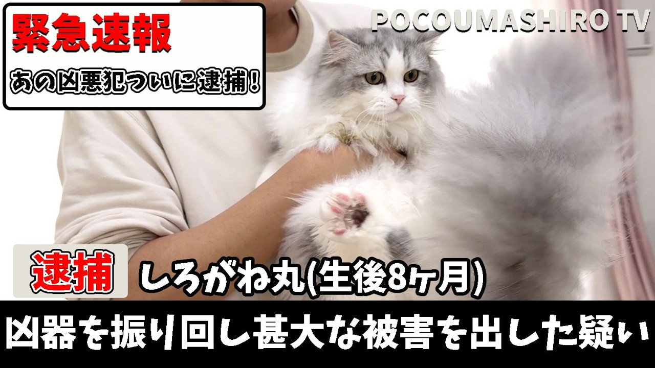 【速報！】ついにあの凶悪猫を逮捕することに成功しました！