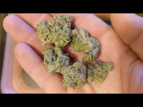 Blue Spring Cookies Strain