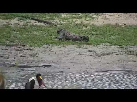 Djuma: Green-backed Heron, Saddle-billed Stork and Impala ram - 17:38 - 11/22/21