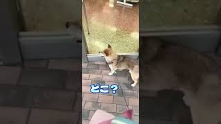 あんずと散歩