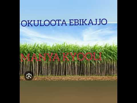 OKULOOTA EBIKAJJO (DREAM ABOUT SUGAR CANE) (0762413013)