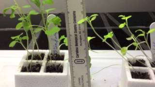 The Effects of Sunlight on Different Plant Species