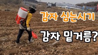 감자 심으려고!  감자 밑거름은? 감자심는 시기
