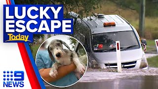 Three dogs, two owners rescued in lucky escape from QLD floodwaters | 9 News Australia