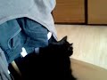 dramatic cat 2012 (Gray) - Známka: 4, váha: velká