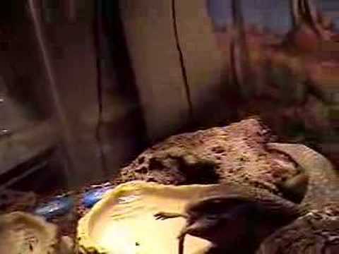 steve eating up close and personal