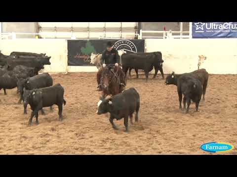 210428 Open Derby Herd Robert Chown on Xtra Short Trick
