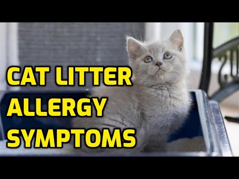 Can Cats Be Allergic To Cat Litter?