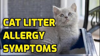 Can Cats Be Allergic To Cat Litter