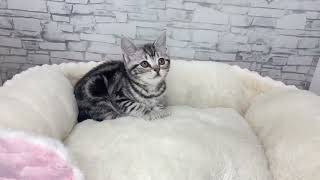 アメリカンショートヘアの動画01