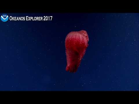 Okeanos Explorer Video Bite: The Graceful Spanish Dancer