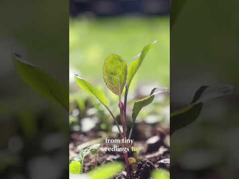 Winter Crops: Seedling to Abundant Harvests