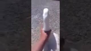 Hombre jalando el ganzo suculentamente :v