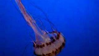 i wish i were a jellyfish