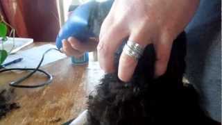 Puppy Grooming - Standard Poodle 4 Weeks old
