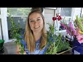 Pinching Snapdragons : Submit Your LIVE Q&A Questions!