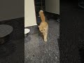 Meow Meow Poona Kutty