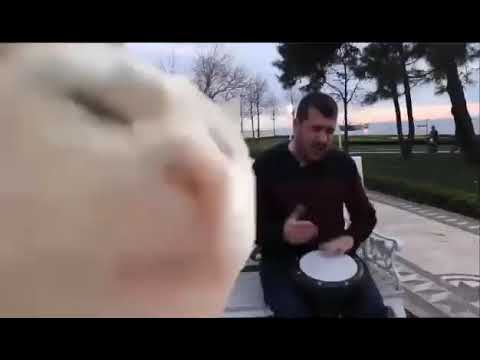 Cat dance on dram beat viral video