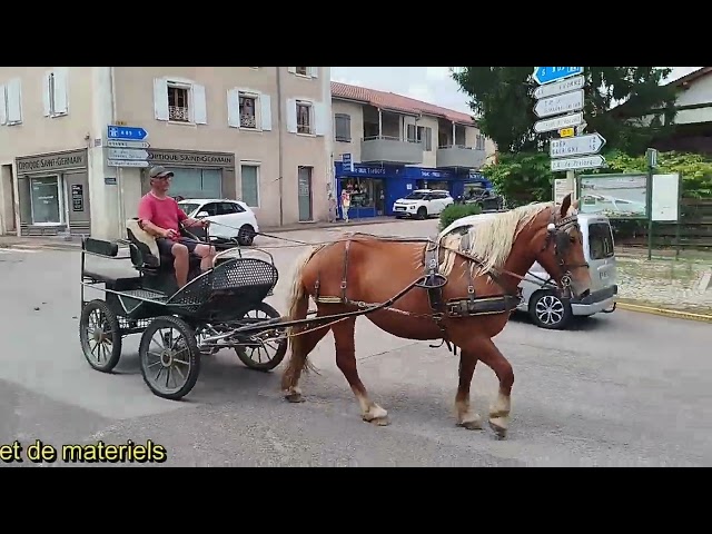 Nikita, jument Comtoise PP