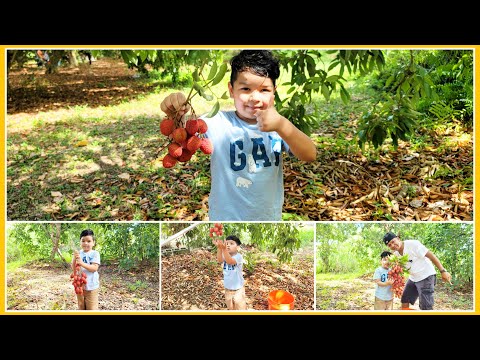 Fruits Picking in Miami || Umair Picking lychee Fruits