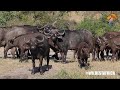 Wild Animal Encounter With Cape Buffalo At Kruger Park Waterhole