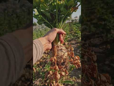 How to pull a mandrake