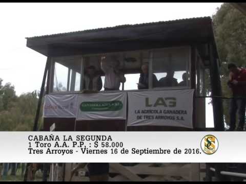 16-09-16 Venta de Toros A.A. P.P. - Cabaña La Segunda - Tres Arroyos