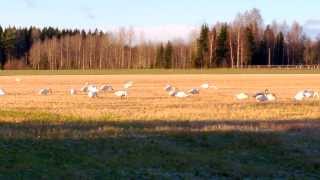 preview picture of video 'Marraskuun joutsenet Ryttylän pelloilla'