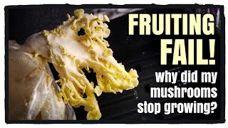 Mushroom Fruiting Issues (and how to avoid them)