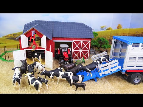 Moving COWS and BULLS in the farm/ TORO/TOURO