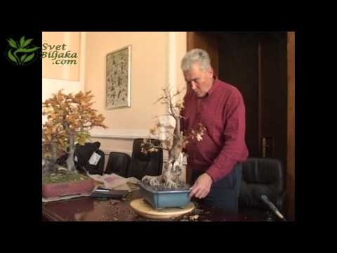 Walter Pall, Belgrade, Acer campestre review #2