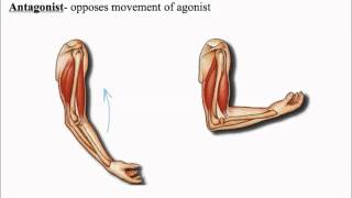 Muscular System Skeletal Muscle Anatomy