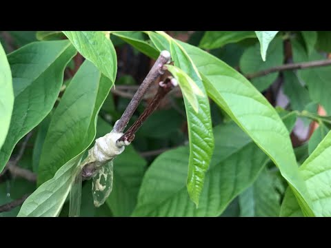 Pawpaw graft update, it now looks like both scions have taken ! Allegheny and Shenandoah.