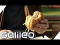 Big Mac Co Fast Food Worldwide Galileo ProSieben