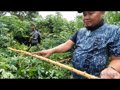 EP714-P1 - Pangunguha ng Pananim na Kamoteng Kahoy | Occ. Mindoro