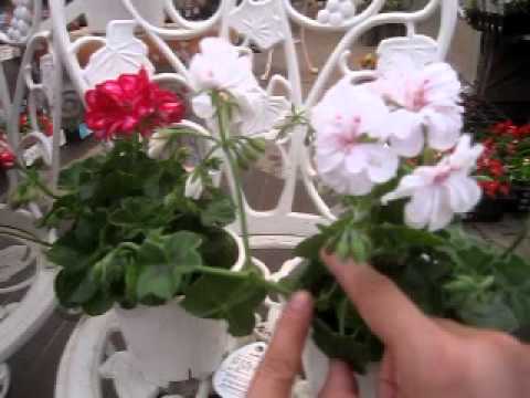 美しいアイビーゼラニウムを育ててみませんか？ケチってはいけないことは何ですか？  庭園