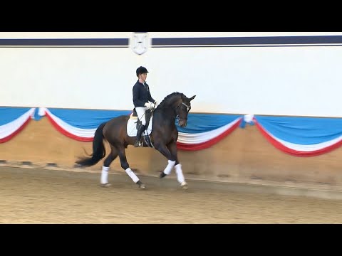 Die Verbandshengste im Training - Goldball