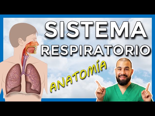 Vídeo relacionado con Integración Básico Clínica en Anatomía Humana: Sistemas Cardiovascular, Respiratorio, Digestivo y Renal