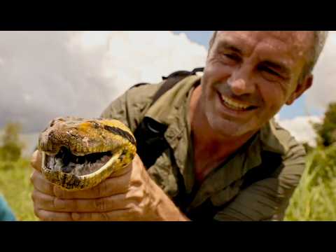 On sauve un ANACONDA GÉANT en Amazonie - Cyril Chauquet