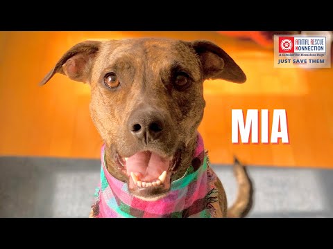 Mia, an adopted Plott Hound Mix in Concord, MA_image-1
