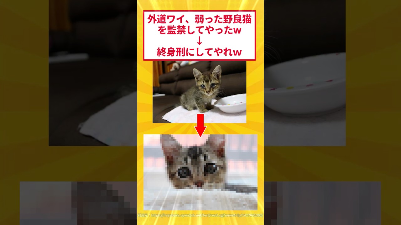 弱った野良猫がいたから家に連れ帰って監禁してやったw #5ch #2ch面白いスレ