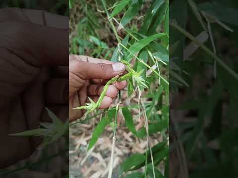 Bashir phool dhani nodia#comedy #funny #love #motivation