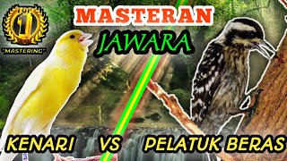 Download lagu KENARI VS PELATUK BERAS - Masteran Roll Speed Tembakan Rapattt mp3