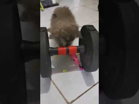 Persian cat doing warm-ups with barbell #shorts exercise
