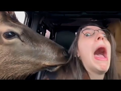 CRAZIEST Safari Animal Compilation! | FUNNIEST Wild Animal Videos