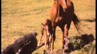 Brumby Horse Run Wild