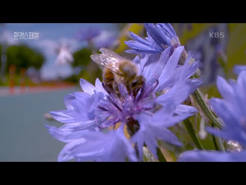 , title : '도시꿀벌의 위기, 무엇이 문제일까 [UHD 환경스페셜] | KBS 210826 방송'