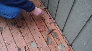 Home Inspection 12 18 09 (trimmed) video 1.mp4