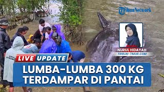Begini Penampakan Lumba-lumba Berbobot 300 Kg yang Terdampar di Pantai Kuri Caddi Maros
