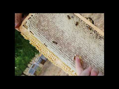 , title : 'Besichtigungstour La Butinerie 1 - Die Imkerei und die Bienen'